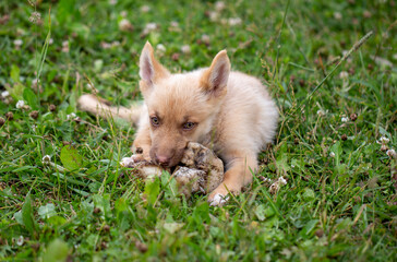 Horizontal high-angle shot of a tan mixed-breed puppy gnawing on a large natural bone or treat. The dog holds the food with its paws. Concept of raw feeding (BARF diet), puppy teething, dental health
