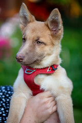 Vertical close-up portrait of an adorable tan mixed-breed puppy being gently held in a person's arms. The dog wears a red safety harness and looks calm. The background is a blurred green garden. 