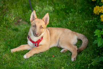 Vertical portrait of an adorable tan mixed-breed puppy lying comfortably on a green lawn. The dog wears a red harness and looks directly at the camera. 