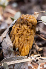 Vertical close-up of a wild Verpa bohemica or Morel mushroom (Morchella) growing among dry leaves and green shoots. 