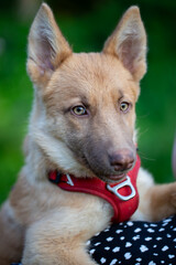Vertical headshot of adorable tan mixed-breed puppy with pointed ears. dog is wearing red harness and resting its paws on its owner arm. puppy looks intently at the camera with amber eyes