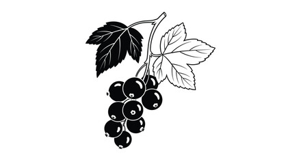 Obraz premium cluster of ripe blackcurrants with detailed green and black leaves is presented as a healthy garden berry harvest.