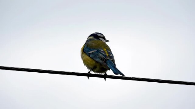 Blue Tit Bird Perched on Power Line.
