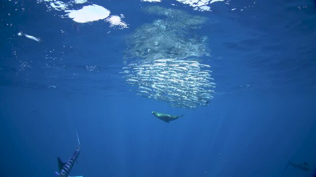 The fastest fish are hunting the sardines. A Kajikia audax is hunting Sardinops sagax caerulea together with sea lions. A fish with a sword on its head in the Pacific Ocean.