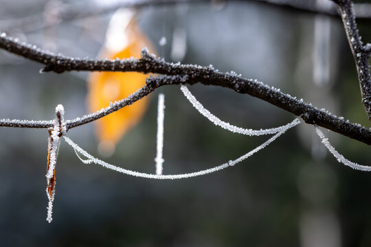 Frostjuwelen am seidenen Faden - Winterliche Naturkunst mit Eiskristallen an Spinnweben