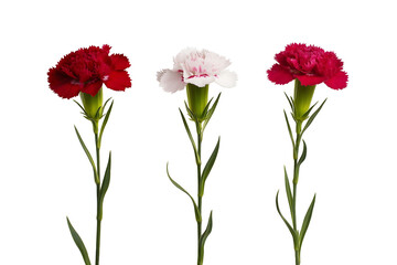 Obraz premium Set of sweet william flowers isolated on white background
