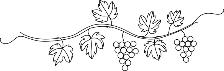 Obraz premium Black and white line of a grape vine with leaves and bunches of grapes on a white background