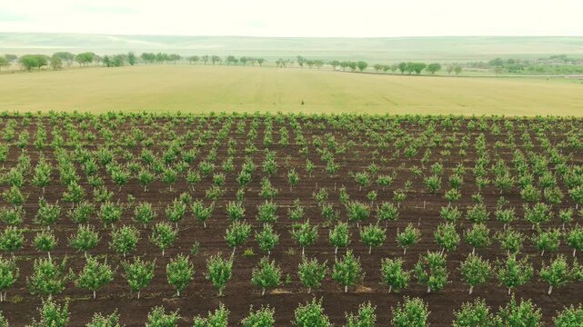 Aerial View of Young Orchard Plantation in Rural Countryside