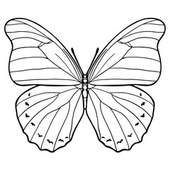 Outline detailed realistic butterfly shape