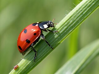 A beautiful ladybug with red wings and black spots crawls up a blade of green grass