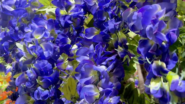 Wisteria Blooms in Spring &ndash; Flowing Purple Flowers Background 4K