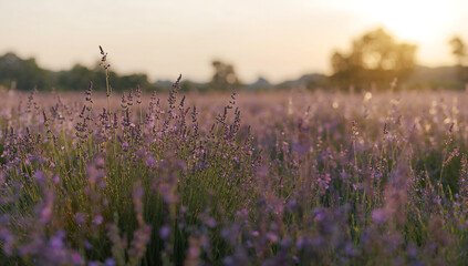 Blooming Lavender Meadow at Sunset with Soft Light