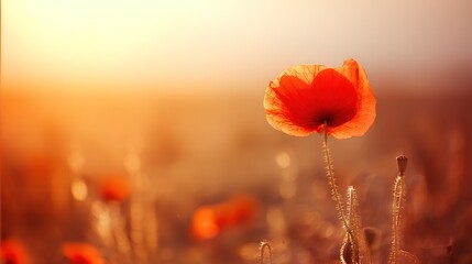 poppy. Close-up of a vibrant red poppy bathed in golden sunset light in a peaceful field. inspiring travel planning, gardening catalogs, designed for gardening and botanical catalogs.