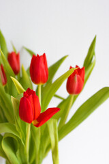 Fototapeta premium Close-up of a red tulip with green leaves on a white background, photographed with shallow depth of field. Minimalist floral image expressing spring freshness, elegance, and natural beauty.