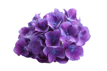 Hydrangea purple flower isolated on white background