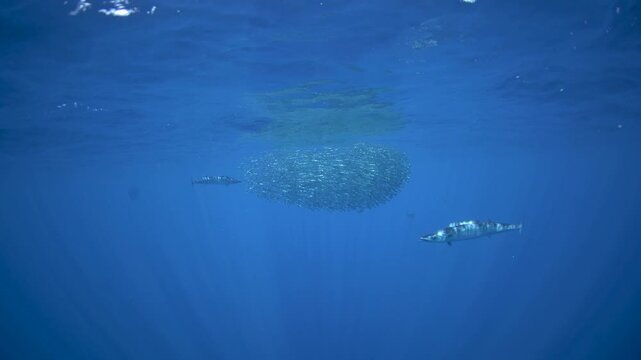 The wahoo are hunting small sardines. one of the fastest fish in the ocean and hunts in schools of sardines. An Acanthocybium solandri near the Mexican coast.