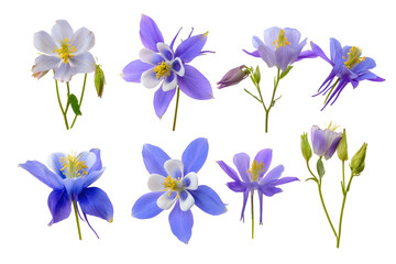 Obraz premium Set of wild columbine flowers isolated on white background