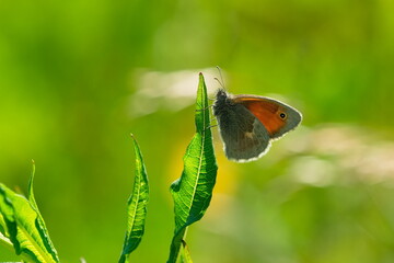 Kleines Wiesenv&ouml;gelchen (Coenonympha pamphilus) an einem Blatt