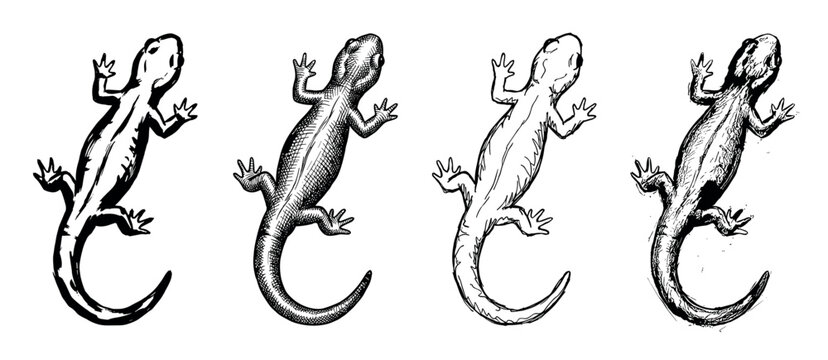 Four hand-drawn lizard or salamander illustrations in a vintage engraving style, a collection of detailed reptile sketches with cross-hatching and ink line art from a top view