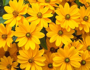 Close-up of numerous, vibrant, yellow blossoms filling the frame. Green leaves peek through. The flowers have a central dark core