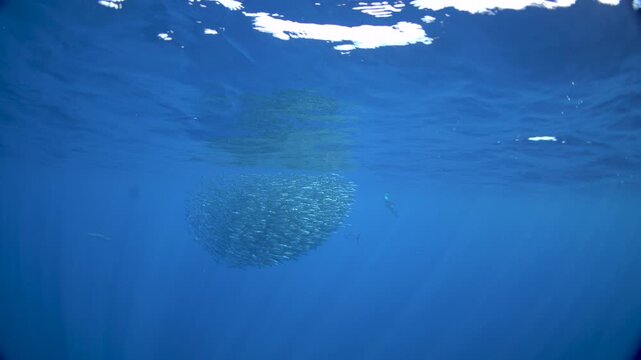 The wahoo are hunting small sardines. one of the fastest fish in the ocean and hunts in schools of sardines. An Acanthocybium solandri near the Mexican coast.