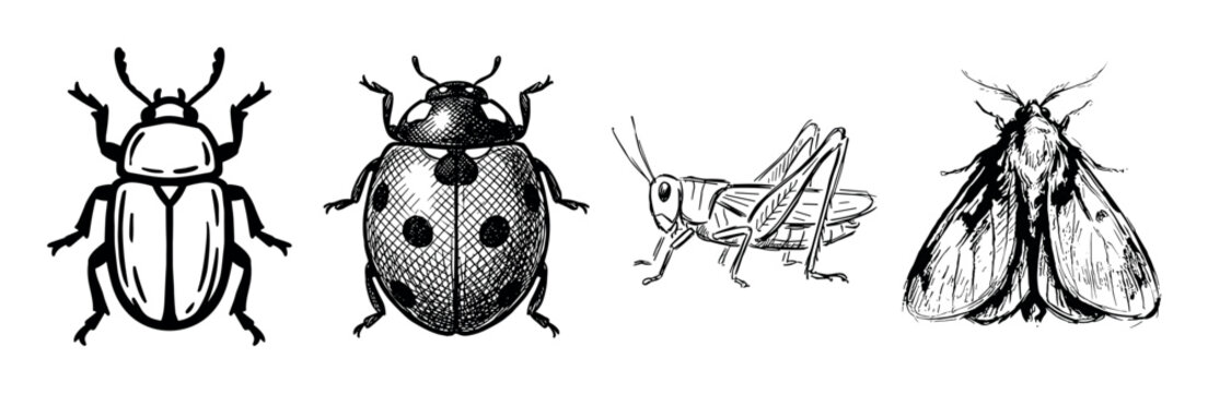 Collection of four hand-drawn insects in a black and white sketch style, featuring a beetle, ladybug, grasshopper, and moth with detailed line art and hatching
