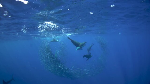 The fastest fish are hunting the sardines. A Kajikia audax is hunting Sardinops sagax caerulea together with sea lions. A fish with a sword on its head in the Pacific Ocean.