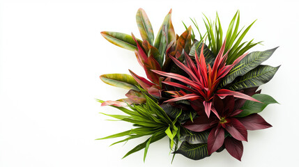 Obraz premium An overhead studio shot shows a variety of lush vibrant colorful tropical foliage arranged together against a stark white background creating visual harmony.