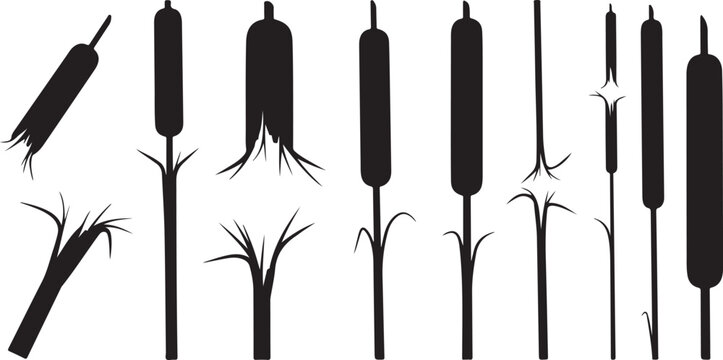 Black silhouettes of cattails on white background illustration set