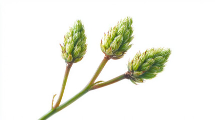 A delicate sprig with three unopened plantain flower heads exhibits a soft green hue against a bright white background, captu the essence of early sp growth.