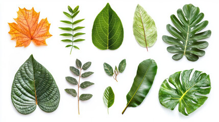 Overhead studio shot features ten diverse leaves from various plants against a clean white background, showcasing vibrant colors and detailed textures of nature.