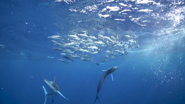 The fastest fish are hunting the sardines. A Kajikia audax is hunting Sardinops sagax caerulea together with sea lions. A fish with a sword on its head in the Pacific Ocean.