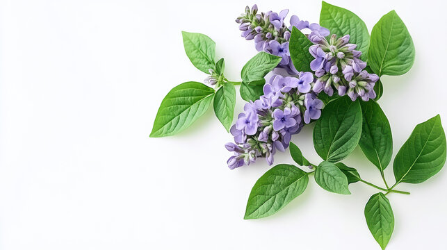 Delicate purple Caryopteris flowers and lush green leaves arranged on a clean white surface create a calming and visually appealing natural composition.