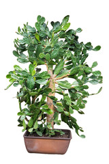 Naklejka premium Tall Potted Succulent Plant Isolated on Background for Decoration