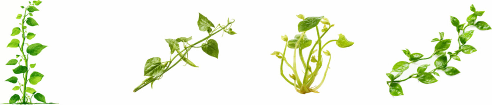 Vitality of Nature: Sprouting Beanstalk