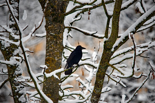 Schwarze Kr&auml;he sitzt auf einem verschneiten Ast im Winterwald