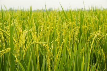 Obraz premium Lush green rice paddy field with ripening golden grains covered in fresh morning dew droplets. Tropical agriculture landscape symbolizing harvest and food security.