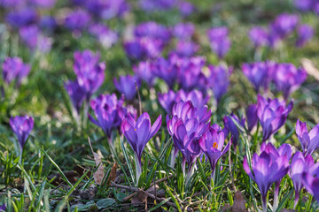 Close-up of purple crocuses in a park in Wiesbaden on a sunny spring day