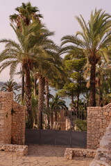 Dense group of green palm trees along an ancient stone wall on a sunny day
