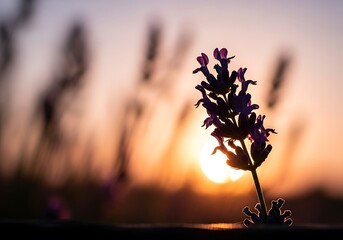 Silhouetted Lavender Flower Bud Against Warm Sunset Light in Field