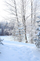 Fototapeta premium Winter Forest with Frosted Pine Branches, Soft Light, and a Calm Snowy Woodland Atmosphere in Estonia