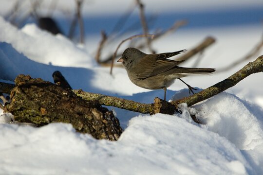 Dark-eyed junco in the snow