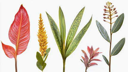 Various botanical specimens with bright red orange yellow green and reddish brown leaves and flowers are displayed against a stark white background in a row.