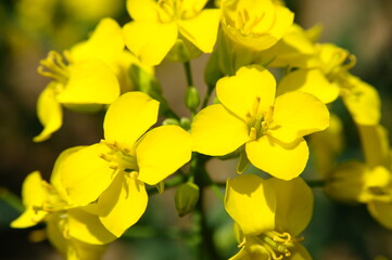 満開のナノハナのクローズアップ
