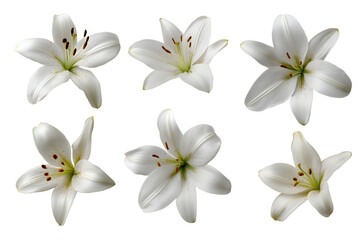 Fototapeta premium Set of white lily flowers isolated on white background