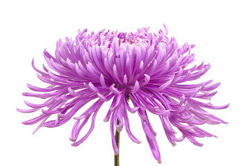 Chrysanthemum flower purple isolated on white background