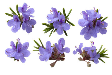Set of bog rosemary flowers isolated on white background