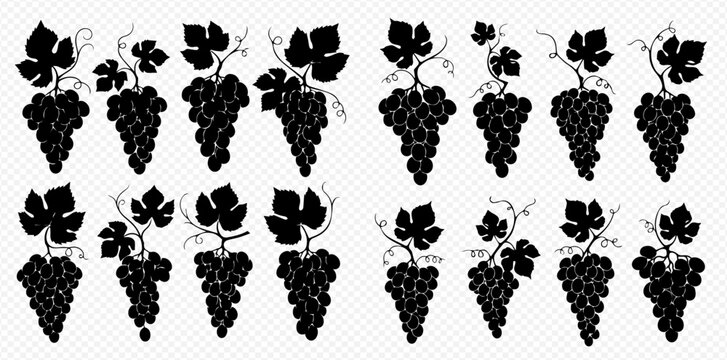Set of black grape bunches with leaves and tendrils, isolated on a transparent background, vector illustration.