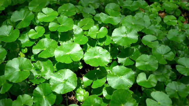 Dense Patch of Bright Green Gotu Kola Plants Covering Ground in Natural Setting Detail Shot for Botany and Herbal