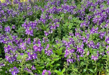 Obraz premium field of purple flowers with green leaves as the background 